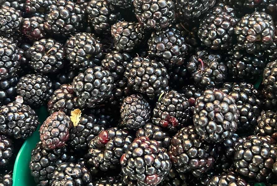 MORAS